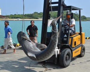 大物イタチザメはフォークリフトで移動した＝３０日、池間漁港