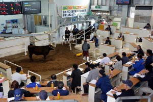 子牛１頭平均が過去最高の５６万９９０３円で取引された１１月期肉用牛競り＝１９日、ＪＡおきなわ宮古家畜市場
