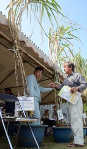 高く伸びたサトウキビの奨励品種展に訪れた人たちも興味津々