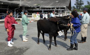 約６０頭の子牛が厳正な審査を受けた宮古地区子牛共進会＝５日、ＪＡおきなわ宮古家畜市場