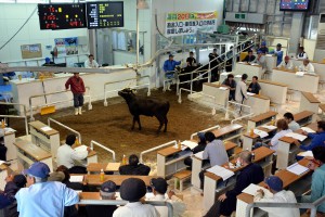 前年に続き年間３０億円販売を達成した肉用牛競り＝８日、ＪＡおきなわ宮古家畜市場