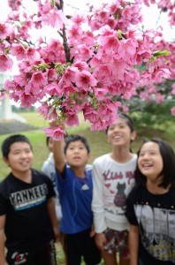 校庭では満開に咲き誇ったカンヒザクラの下で子供たちの歓声が響いている＝２９日、砂川小学校