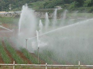 １４年の地下ダム水使用量は過去２番目に多かった＝宮古島市内のほ場（資料写真）