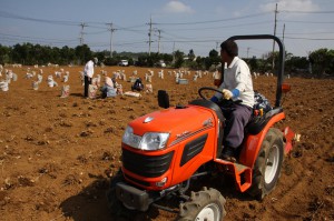 小型トラクターを使って春ウコンの収穫が行われている＝１４日、平良鏡原地区
