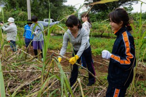 慣れない手つきでキビ刈りに挑戦する学生たち＝２日、上野新里