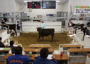 子牛、成牛合わせ５２５頭が上場された２月肉用牛競り＝１９日、ＪＡおきなわ宮古家畜市場