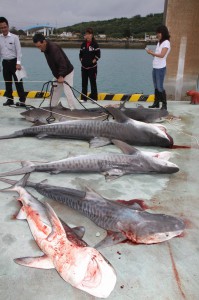 駆除されたサメ＝１６日、池間漁港