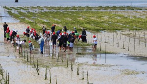 養殖用の網に絡みついたアーサの収穫を行う児童たち＝２０日、平良大浦湾