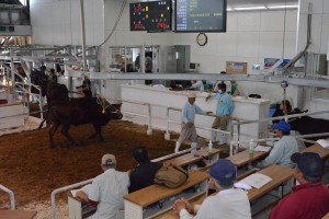 高値がついた３月肉用牛競り＝１９日、JAおきなわ宮古家畜市場