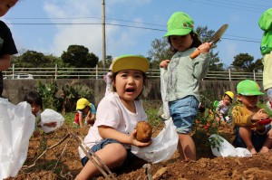 ジャガイモを収穫し歓声を上げる園児＝１６日、平良下里