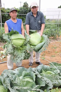 普通サイズの２倍近くもあるキャベツを収穫した宮平さん（左）と友人＝２４日、平良下里にある宮平さんの畑