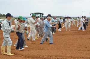 土づくりのためヒマワリの種をまく参加者＝２３日、城辺地区（吉野）のサトウキビ畑