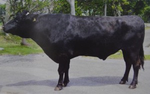歴代県有牛の中でトップの上物率を記録し県推奨の供用種雄牛に選抜された「光北福」