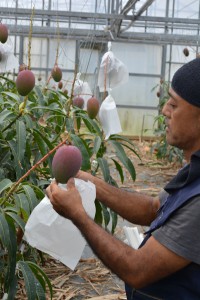 マンゴーの袋掛け作業に追われる栽培農家＝６日、市内のマンゴー栽培ハウス