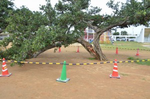 長年、運動場で子供たちを見守ってきた２本のガジュマルも台風の影響を受け、１本が半分から裂けてしまった＝１２日、平一小学校