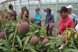 講師の一山さん（右）がマンゴーの正しい栽培方法を指導した＝２７日、上野地区