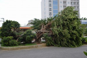 北小を象徴する正門の大木が台風６号の強風で倒れた＝１２日、北小学校