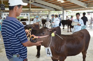 審査委員らが出品牛を厳正に審査していた＝９日、ＪＡおきなわ宮古家畜市場