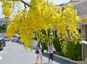 青空の下で黄金色の花を咲かすゴールデンシャワーが通りに訪れた人たちの目を楽しませている＝１０日、下里通り