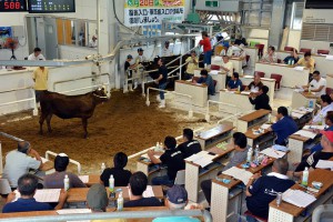 子牛１頭平均価格が過去最高となる６３万円の高値を付けた６月期肉用牛競り＝１９日、ＪＡおきなわ宮古家畜市場
