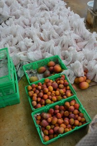 強風にあおられ落果したマンゴー。この農園では大きな被害が出た＝１１日、伊良部島