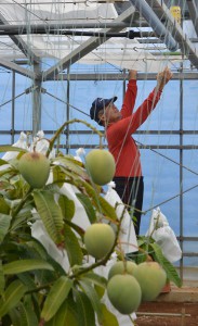 防風ネットの張り作業に追われていたマンゴー栽培農家＝９日、伊良部の「太陽の果実」