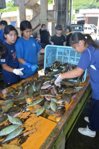 魚類の大漁で女子生徒たちは喜んでいた＝２４日、伊良部漁協