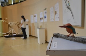 会場では幻の鳥「ミヤコショウビン」などの不思議な生き物たちの生態などが紹介されている＝１７日、市総合博物館