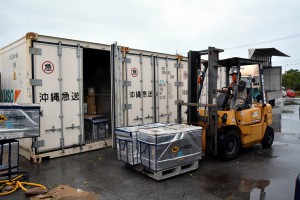 台風一過。集荷したマンゴーが積み込まれている冷蔵コンテナ＝１１日、沖縄ヤマト運輸の空港前センター