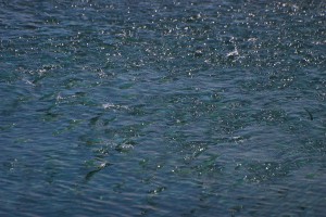 ダツに追われて水面に飛び上がるミジュン＝２８日、下地島海岸から（撮影・伊良波彌記者）