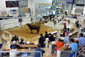 高値取引が続く肉用牛競り。写真は９月期競り＝９月１９日、ＪＡおきなわ宮古家畜市場