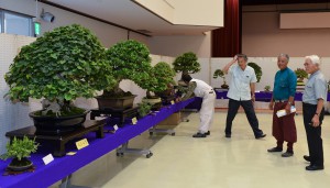 文化祭に先行して盆栽の審査会が行われた＝１５日、市中央公民館
