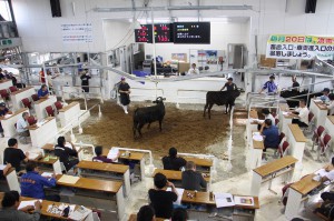 子牛１頭平均価格が過去最高を更新した１０月期競り＝２９日、ＪＡおきなわ宮古家畜市場