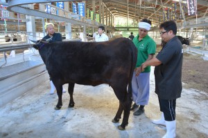 出品牛の体調を万全に整える関係者ら＝２４日、ＪＡおきなわ宮古家畜市場