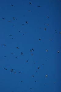 南下のため飛来するサシバの群れ（資料写真）