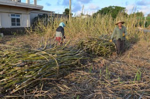 沖糖の８日操業開始に向け収穫作業を進める農家＝２日、城辺長北地区