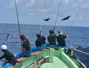 釣り上げたカツオやマグロが空中で舞っていた＝２０１５年７月、伊良部島北方の沖合