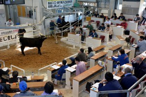 15年最後の競りの子牛価格は１２月期県内最高額が付いた＝１９日、ＪＡおきなわ宮古家畜市場