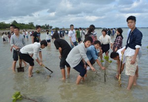 修学旅行の思い出としてマングローブを植樹する生徒たち＝１１日、下地の与那覇湾