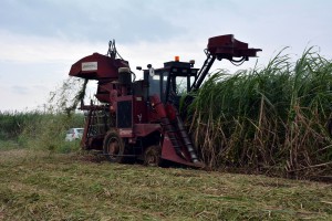 沖縄製糖管内が製糖期に入り、各地でハーベスターが稼動している＝１２日、平良松原