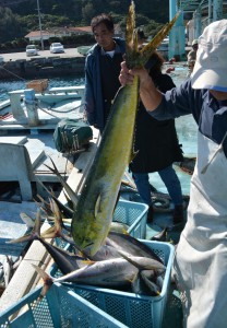 水揚げされたシイラやマグロなどの鮮魚＝２６日、佐良浜漁港