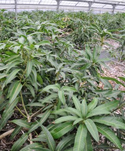 暖冬や長雨の影響で花芽分化が遅れているマンゴー＝１５日、市内のマンゴー農園