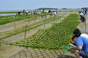 青々と育つ養殖アーサを収穫する参加者ら＝２２日、狩俣地先の養殖海域