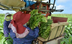 収穫機に乗り下葉を収穫する女性たち＝６日、伊良部