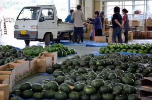 ９億円に迫る販売実績を挙げた野菜・果樹。特にカボチャの生産実績が光った＝ＪＡおきなわ農産物集出荷施設