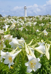 美しい真っ白な花で観光客の目を楽しませているテッポウユリ＝３日、東平安名崎