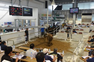 ４２１頭が取り引きされた７月競り＝１９日、ＪＡおきなわ宮古家畜市場
