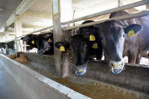 ２年連続で出荷牛の上物率が８割に達したＪＡ宮古肥育センターの宮古牛＝２６日、平良狩俣