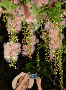 添道サガリバナ群生地で美しい花を咲かせるサガリバナ（資料写真）