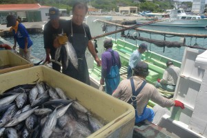 大漁でカツオの水揚げ量が増えている＝１０日、佐良浜漁港